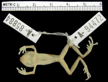 Media type: image; Herpetology A-94472